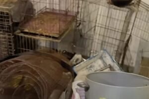 abandoned vet clinic