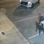 Animal Rights Lawyers Demand Police Probe Into Puppy Allegedly Run Over Twice in Port Dickson Parking Lot