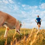 5 Canine Fitness Trends Reshaping How Dog Owners in Malaysia and Singapore Think About Pet Exercise