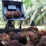 India’s Weaker Festival Demand Pulls Malaysian Palm Oil Exports Down 8% in August